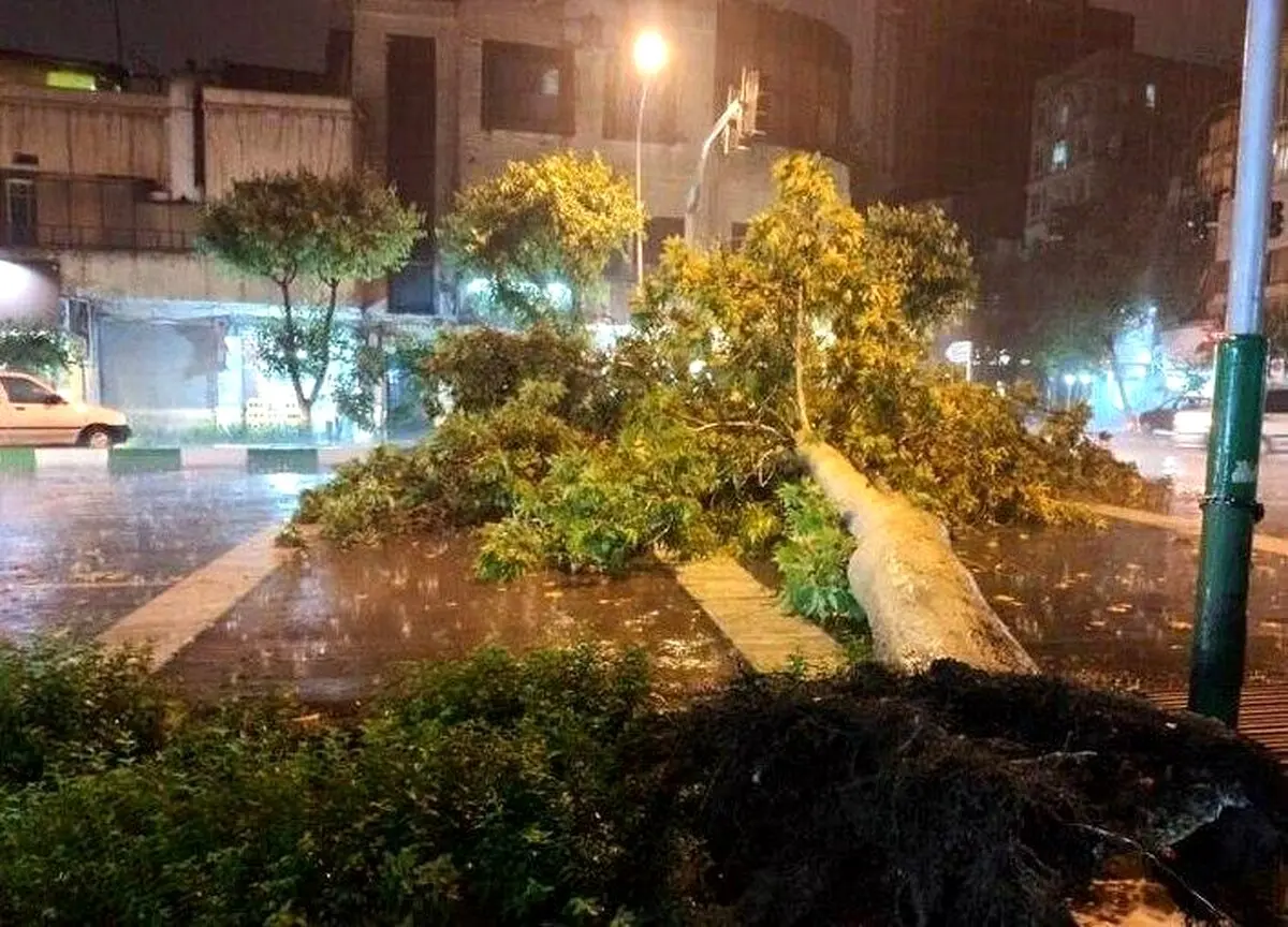 سقوط درخت در خیابان کارگر شمالی تهران براثر توفان دیشب + عکس