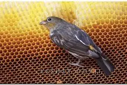 پرنده عسل یاب دیده بودید؟!/ عکس