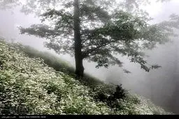 ییلاق «شکر دشت» تالش/ تصاویر