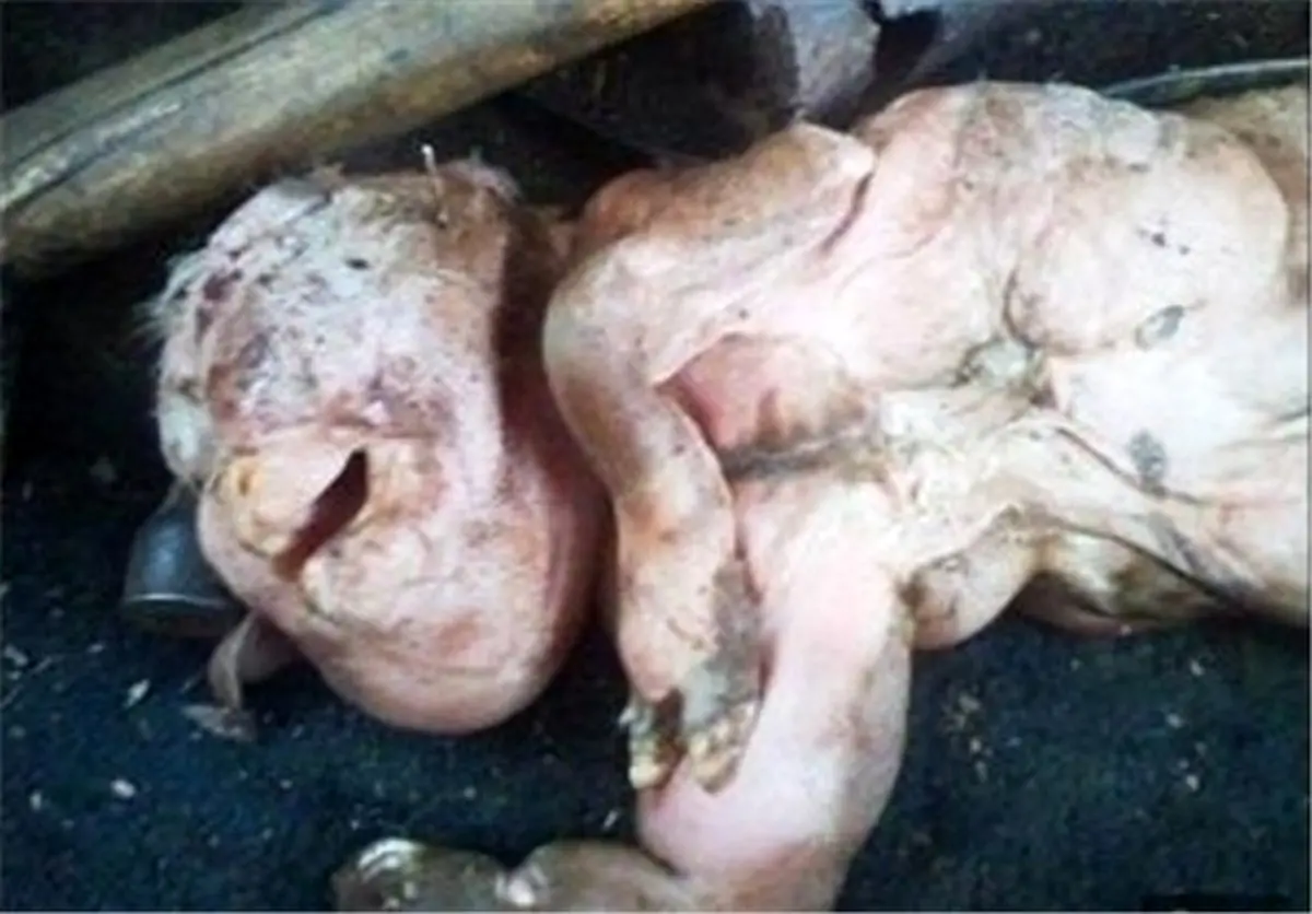 تولد یک بز با سر انسان/تصاویر