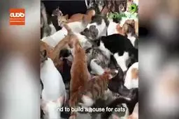 فیلم / زنی که 200 گربه در خانه دارد