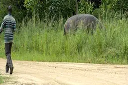 حمله های غافلگیرانه حیوانات + تصاویر