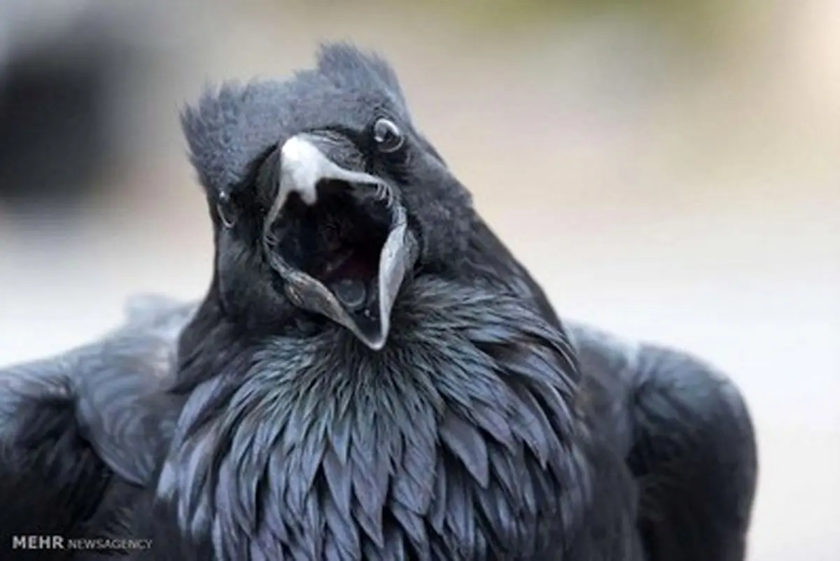 برندگان مسابقه عکاسی از دنیای پرندگان/تصاویر