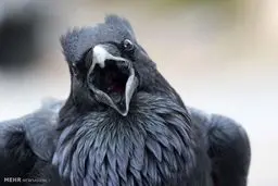 برندگان مسابقه عکاسی از دنیای پرندگان/تصاویر