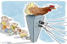 اینم خروس تخم طلا!