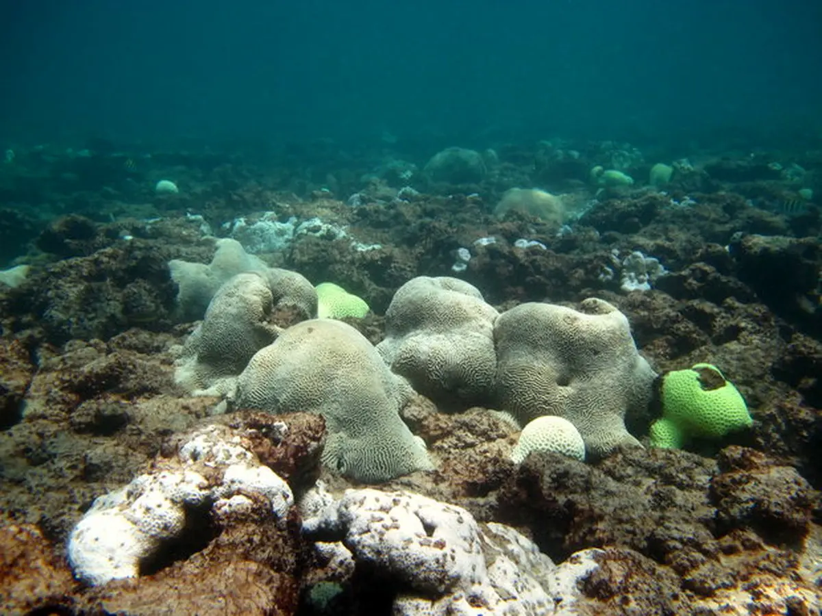 مرجان‌های خلیج‌فارس سفید شدند/تصاویر
