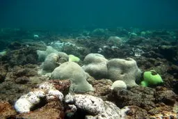 مرجان‌های خلیج‌فارس سفید شدند/تصاویر