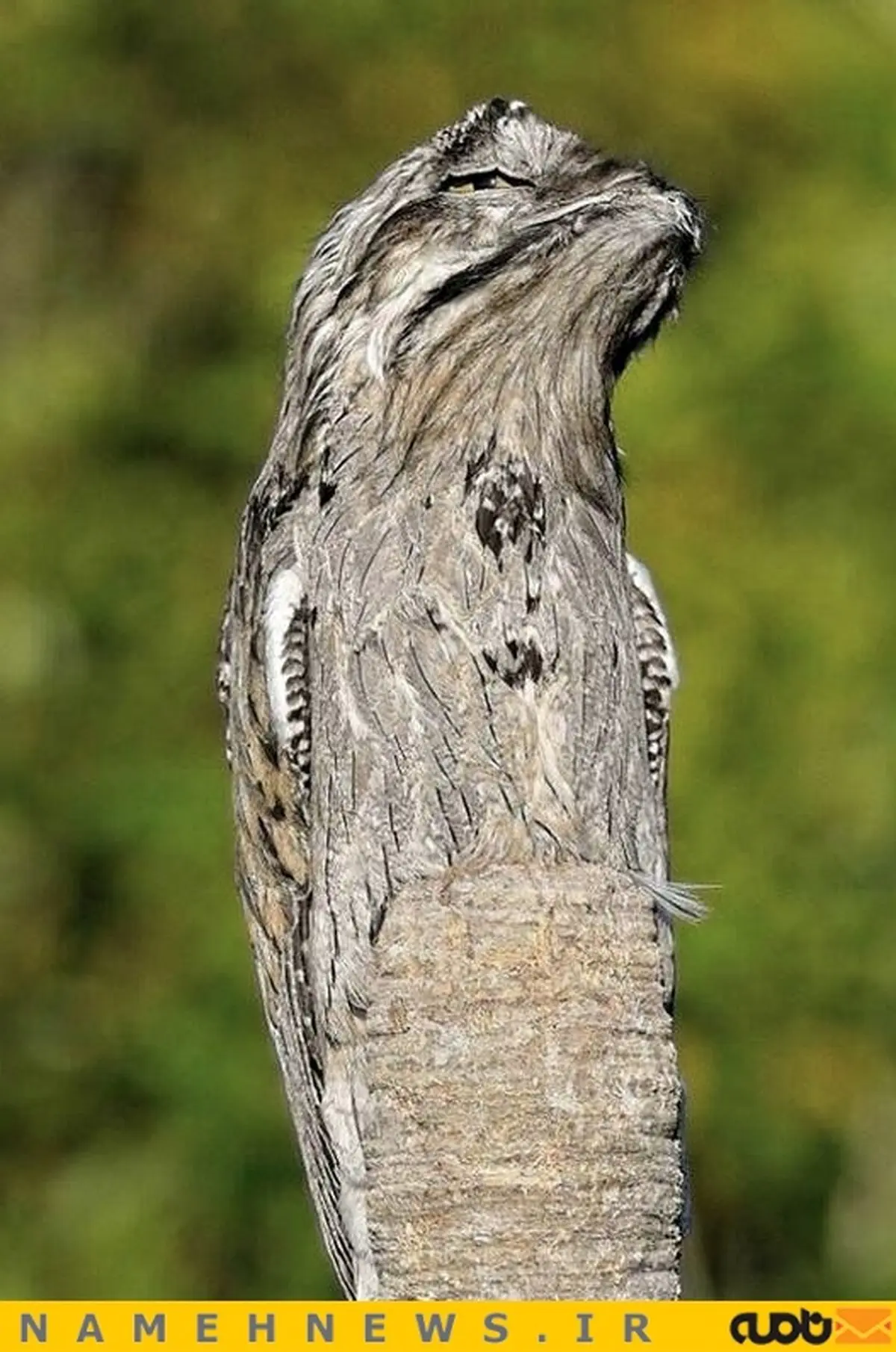 استتار فقط استتار این پرنده/ عکس