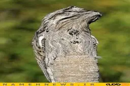 استتار فقط استتار این پرنده/ عکس