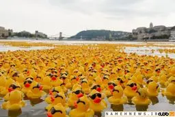 52 هزار اردک زرد بر رودخانه دانوب/ عکس