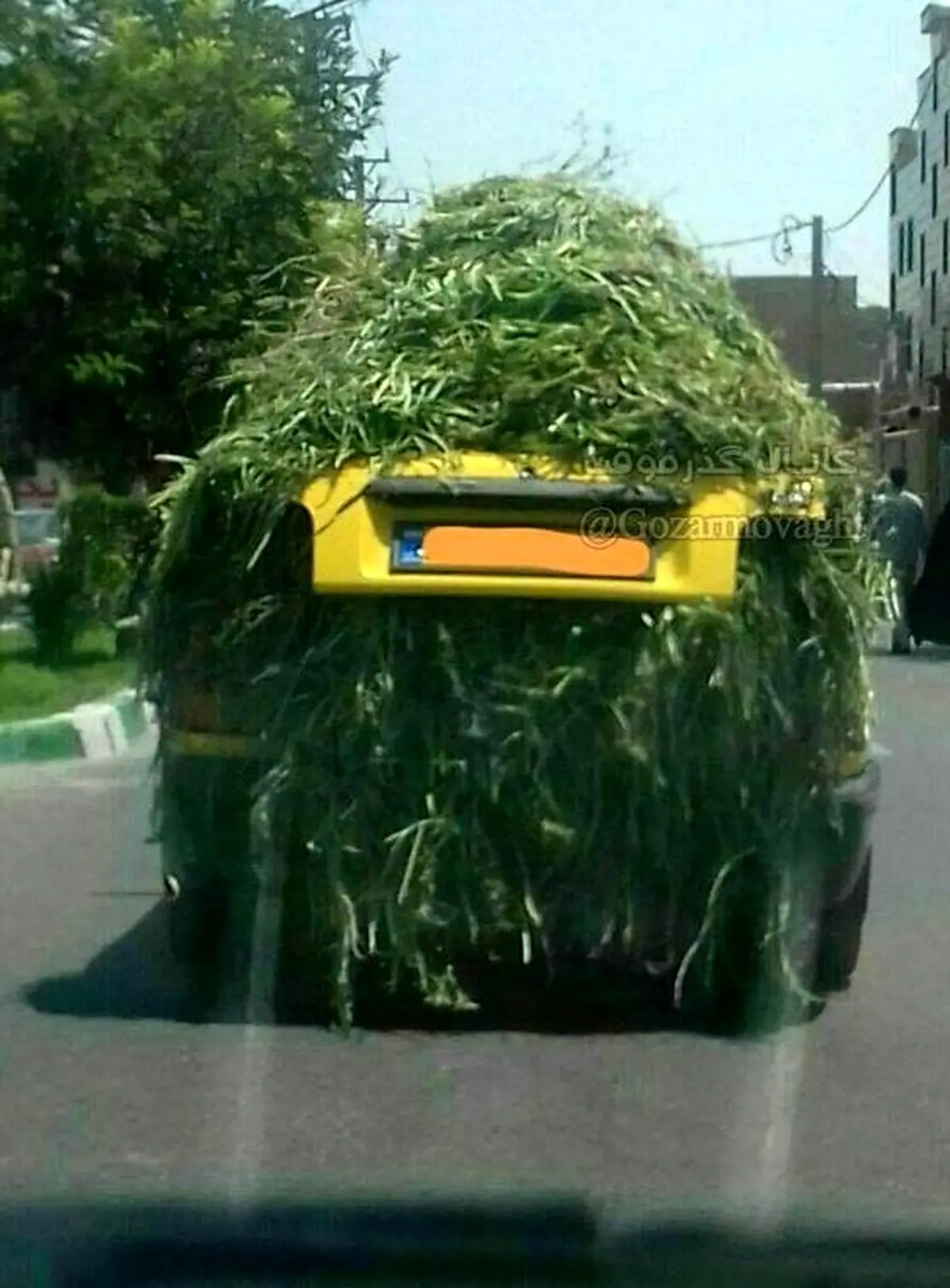 پراید گیاه‌خوار! / عکس