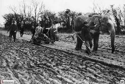 شخم زدن زمین با فیل/تصاویر