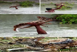 نجات بچه آهو از سیل/عکس