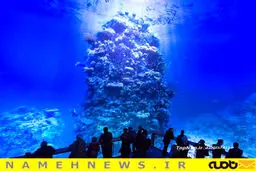 نمایشگاه صخره های دریایی+تصاویر