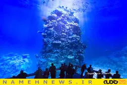 نمایشگاه صخره های دریایی+تصاویر