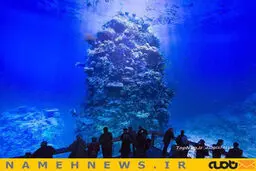 نمایشگاه صخره های دریایی+تصاویر