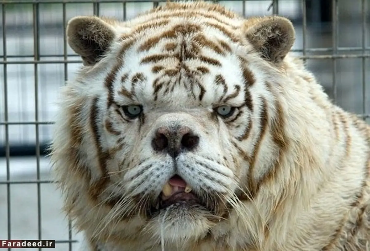 تصاویر/ راز زشت‌ترین ببر جهان بر ملا شد!