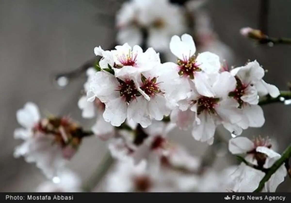 دیدن این شکوفه‌های زیبای بهاری را از دست ندهید /تصاویر