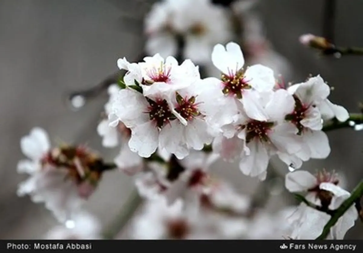 دیدن این شکوفه‌های زیبای بهاری را از دست ندهید /تصاویر