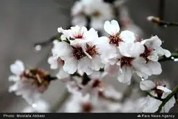دیدن این شکوفه‌های زیبای بهاری را از دست ندهید /تصاویر