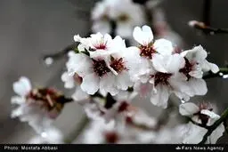 دیدن این شکوفه‌های زیبای بهاری را از دست ندهید /تصاویر