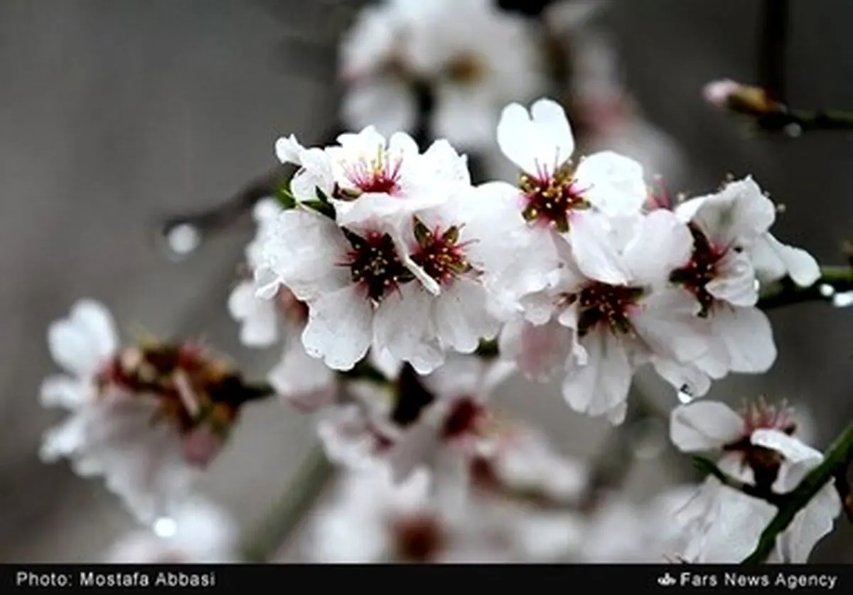 دیدن این شکوفه‌های زیبای بهاری را از دست ندهید /تصاویر