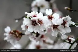 دیدن این شکوفه‌های زیبای بهاری را از دست ندهید /تصاویر