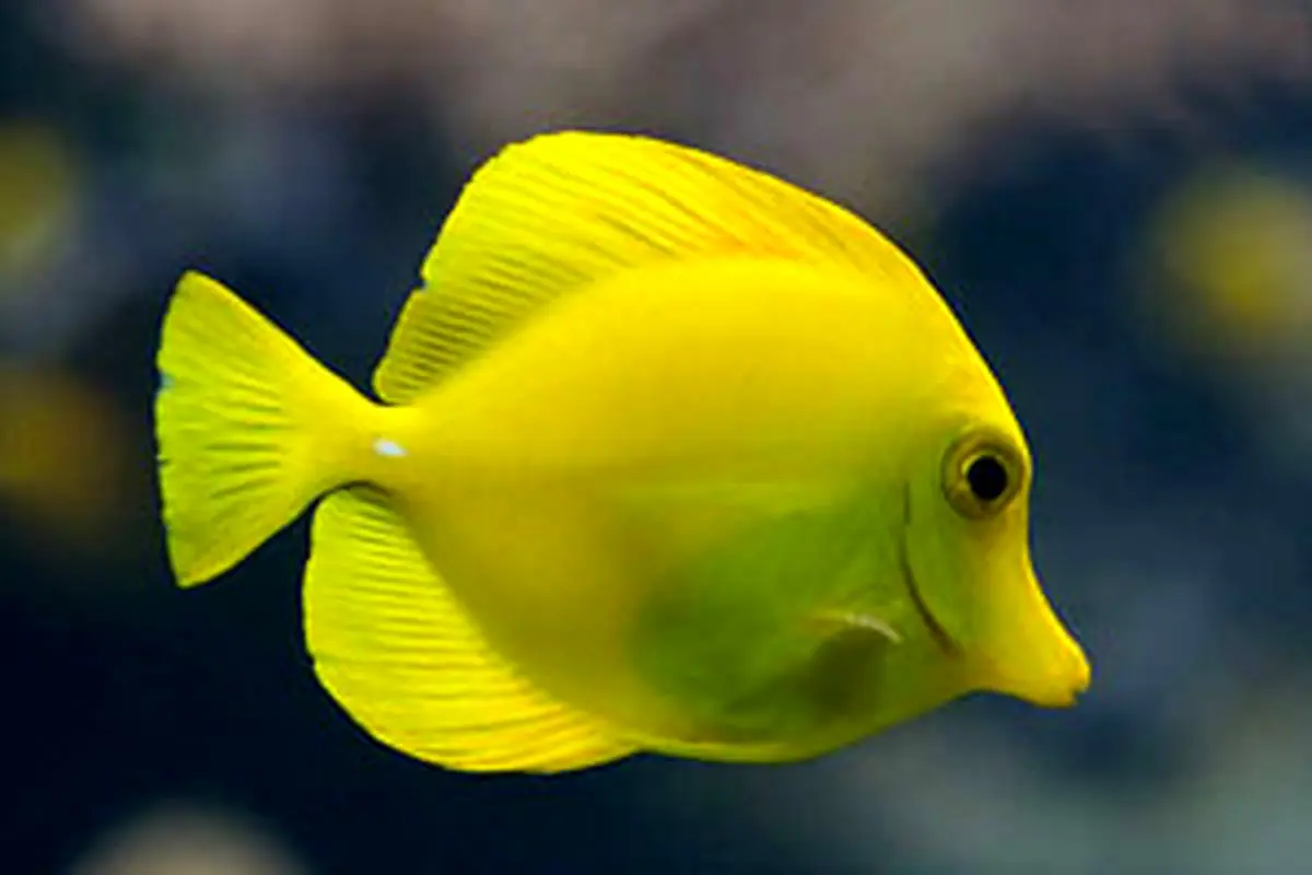 عکس های خفن ترین و غول آساترین اکواریوم های دنیا