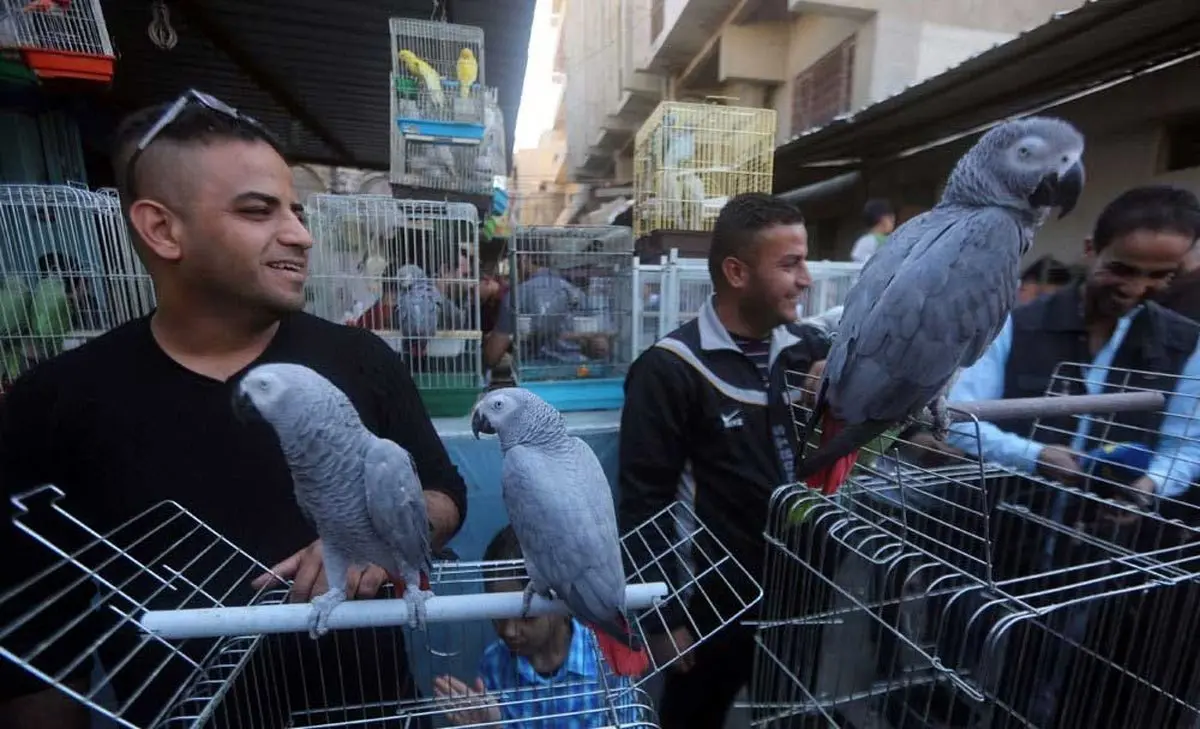 بازار خریدوفروش حیوانات درعراق/تصاویر