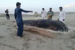 لاشه نهنگ 15 تنی در ساحل جاسک/ عکس