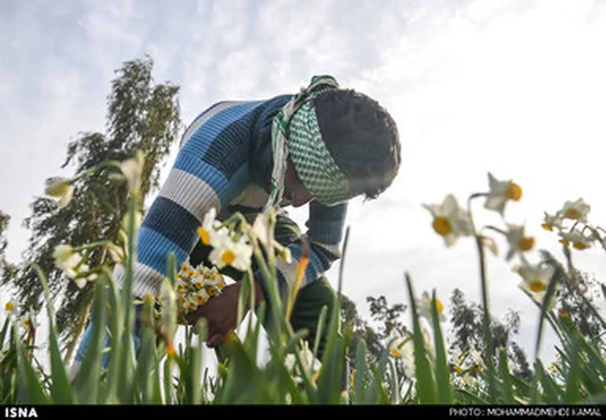 برداشت گل‌خوشبوی نرگس در خوزستان / تصاویر