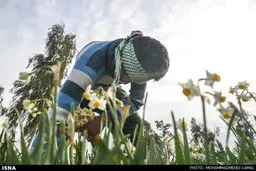 برداشت گل‌خوشبوی نرگس در خوزستان / تصاویر