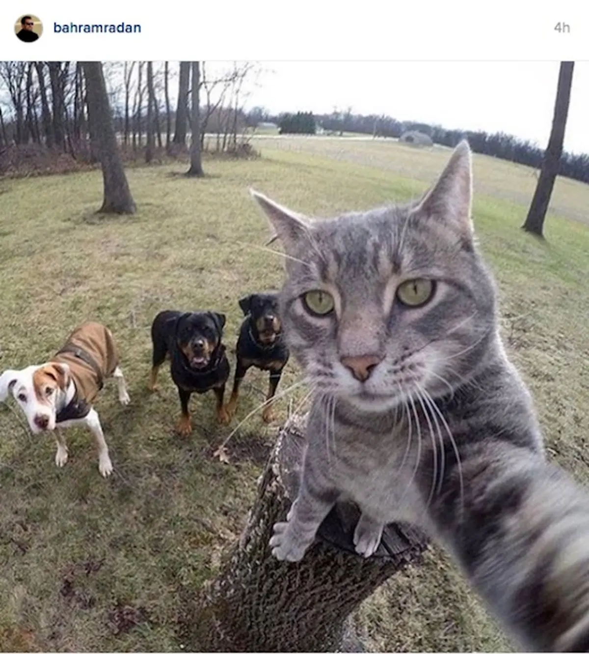 تبریک نوروزی متفاوت بهرام رادان/ عکس