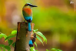 زیباترین پرندگان آسمان/تصاویر