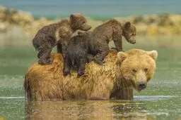 تصاویر دیدنی از رابطه زیبای مادر و فرزندی در دنیای حیوانات