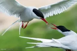 حیوانات پارک های ملی انگلیس/تصاویر