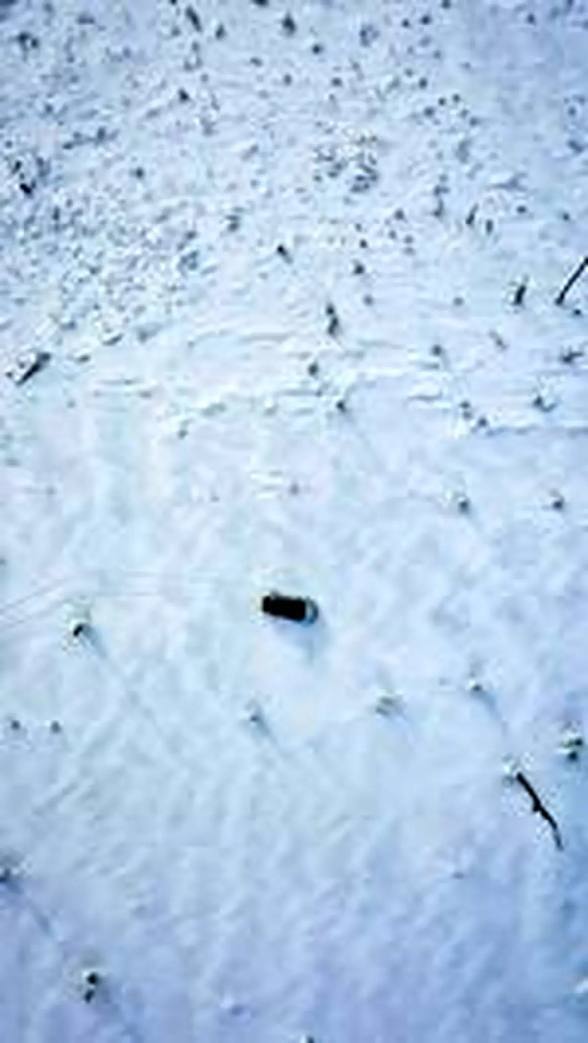 قارچ‌های سفیدپوش و یخی در دالنی واستوک روسیه