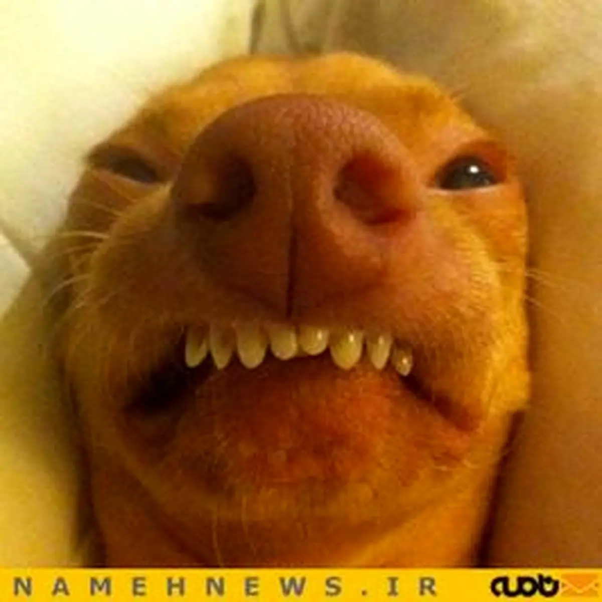 سگی با احمقانه ترین چهره دنیا!+تصاویر