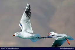 روایت تصویری از مهاجرت مرغان دریایی به دریاچه چیتگر