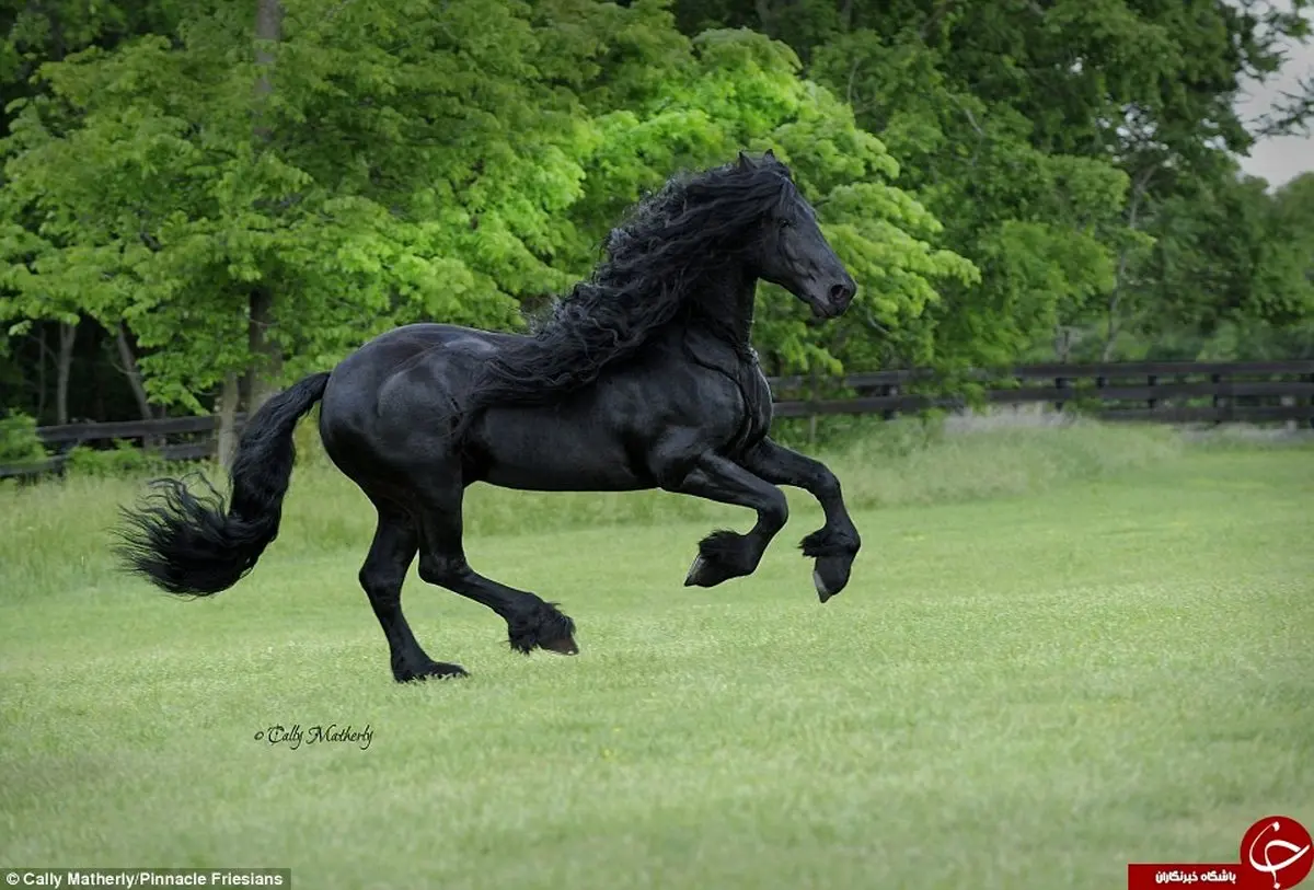 نمایش دیدنی خوشگل ترین اسب دنیا +عکس