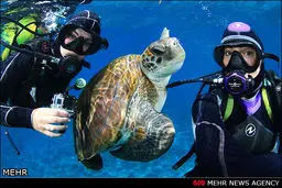 شنا در کنار لاک‌پشت‌های سبز جزایر قناری/ عکس