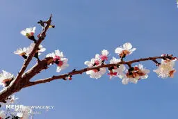 زمین و درخت ها جان دوباره می گیرند/تصاویر