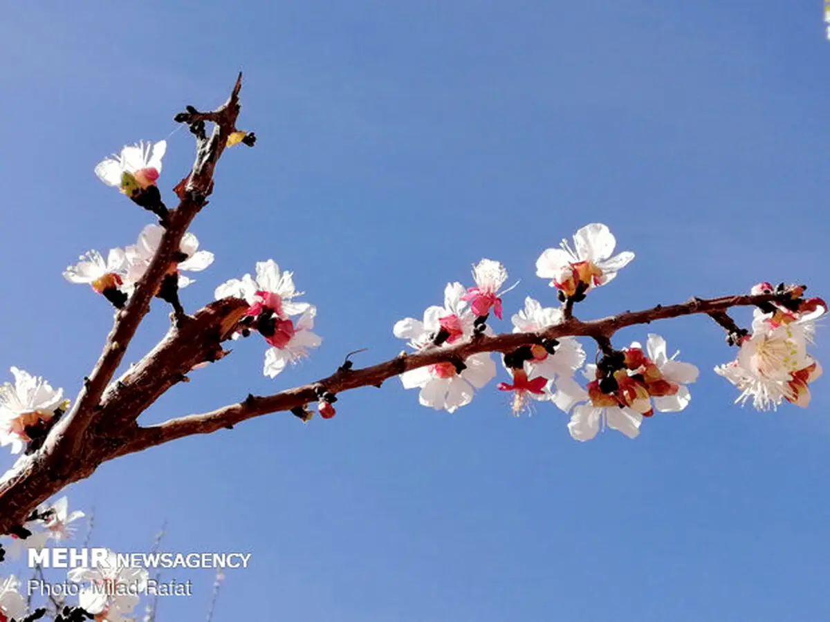 زمین و درخت ها جان دوباره می گیرند/تصاویر