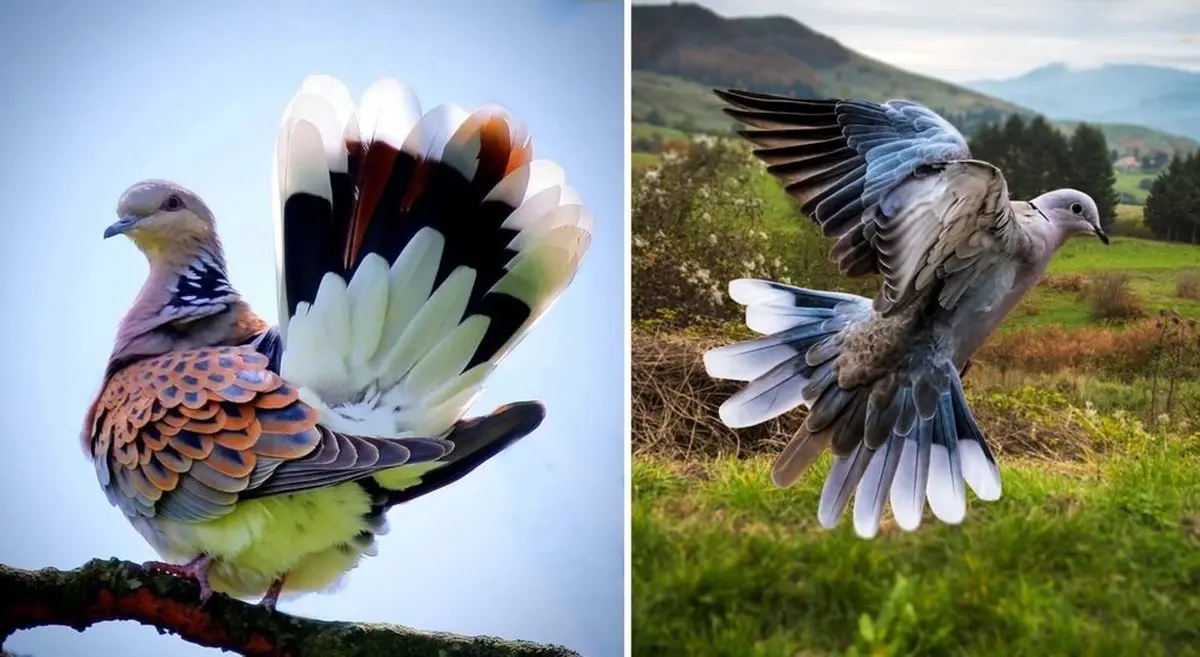 تصویری معرکه از خوشگل‌ترین کبوتر جهان
