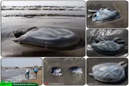 مرگ صدها عروس دریایی در ساحل بندرعباس/عکس