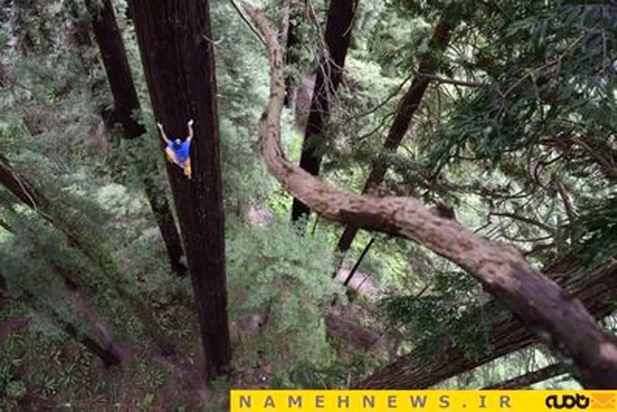 صعود بر شانه درختان 1000 ساله!+تصاویر