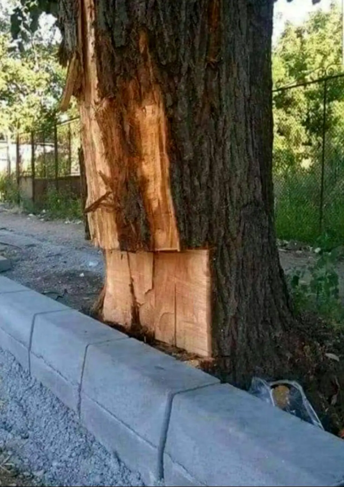 ترجيح جدول سيماني به درخت / عکس