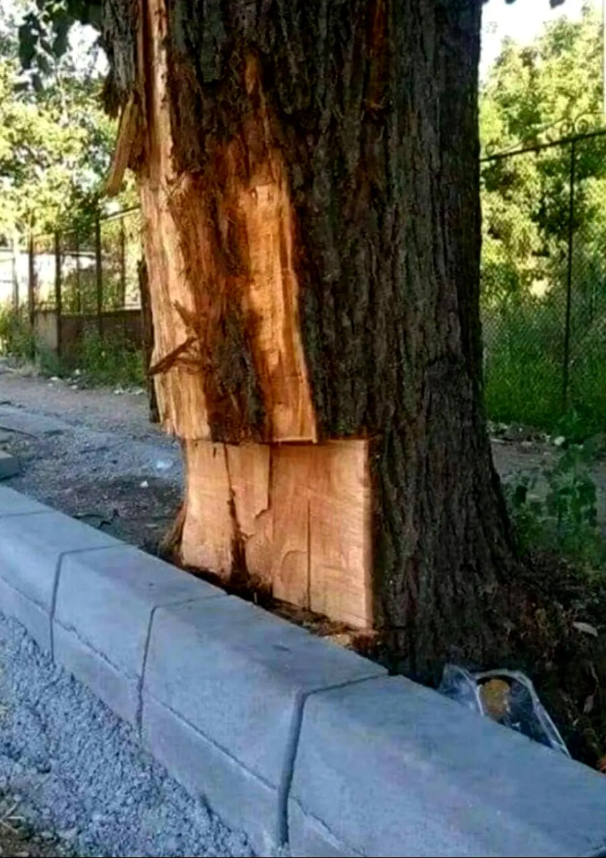 ترجيح جدول سيماني به درخت / عکس