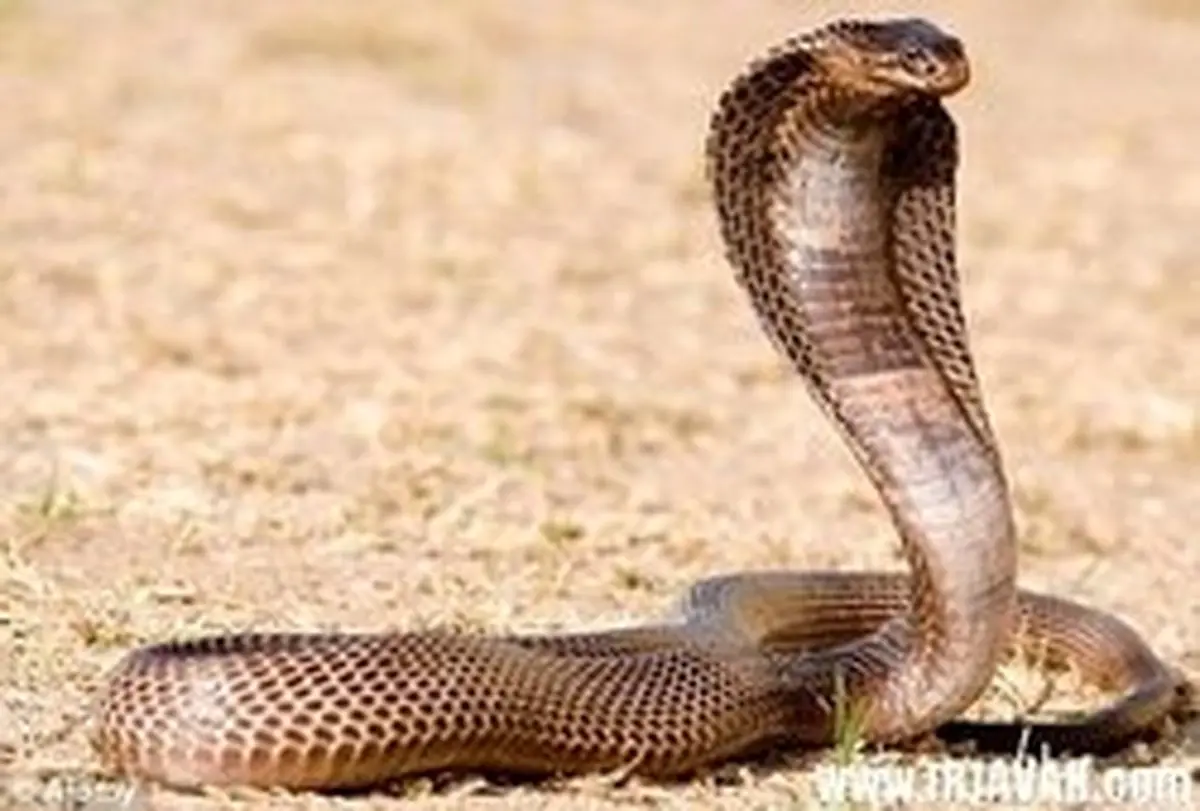 فیلمی جالب از زندگی یک مرد در بین مارهای باغ‌وحش