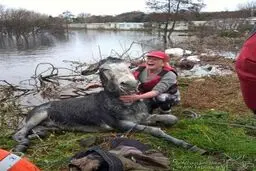 عکس/ خنده الاغ پس از نجات از سیل